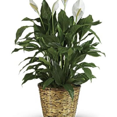 Also known as the peace lily, this elegant plant featuring dark green leaves and delicate white blossoms makes a perfect gift for almost any occasion. Low maintenance and known for its indoor beauty and ability to clear the air of contaminants, this medium spathiphyllum is delivered in a charming 8" woven wicker basket. Please note not all plants have blooms upon arrival.