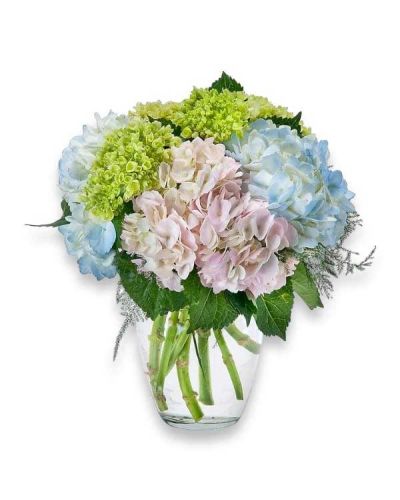 <p>A clear vase filled with beautiful hydrangeas.</p>
